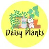 Daisy Plant🪴 - @daisyplant2020 - TikTok