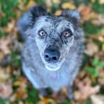 Daisy Plant - @daisychainsdoggo - Instagram