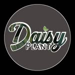 Daisy_plants - @daisy_plantss - Instagram