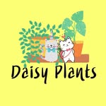 Daisy​ Plants - @daisyplants9 - Instagram