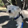 Daisy the plant - @daisy.the.doggyy - TikTok