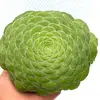 dd_daisy_plant - @dd_daisy_plant - TikTok