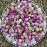 PLANT PASSION - @daisyplantpassion - Instagram