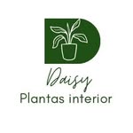TIENDA ONLINE DE PLANTAS Y REGALOS - @daisy_plantas_interiores - Instagram