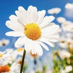Daisy - @daisy.poet.3 - Instagram