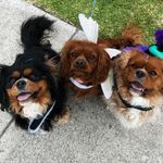 Finn, Poe & Daisy - @finn_poe_daisy - Instagram