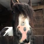 Daisy Pollard - @supercob_diva - Instagram