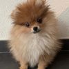 ✨✨Daisy✨✨ - @daisy_pomeriaan - TikTok