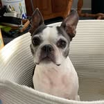 @daisy_poole_boston - Instagram