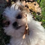 Daisy the Shih Tzu - @daisy.poony - Instagram