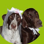Daisy & Porter GSPs - @good_life_dogs - Instagram