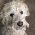 daisy porter - @daisy_porter_the_doggy - Instagram