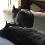 Miss Daisy and Posey - @flowerpurrer - Instagram