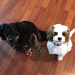 Posey and Daisy May - @poseyanddaisymay - Instagram