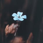 daisy - @daisy.post_ - Instagram
