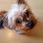 daisy powell - @daisythelittleyorkie - Instagram