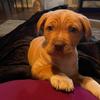 Daisypower22 - @puppysrtoocute - TikTok