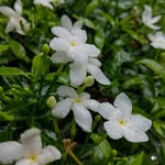 A…..🕊️ - @daisy_princess45 - Instagram