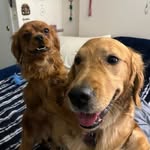 Daisy & Prince KiddTalvo 🐕🐾 - @daisy.prince_ - Instagram