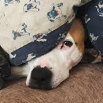 Daisy - @daisy_princess_pooch - Instagram
