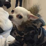 Daisy Pryor - @smol_doggo_daisy - Instagram