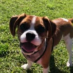 Daisy 🐶 - @daisy_pugalier - Instagram
