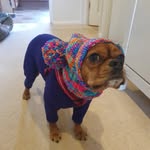 Daisy Daisy - @daisy_pugalier_2021 - Instagram