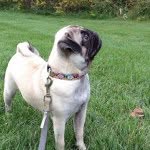 Daisy - @daisy_pugalicous - Instagram