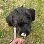 Daisy - @daisydopugapoo - Instagram