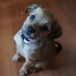 Daisy May The Pugalier - @daisymaypugalier - Instagram