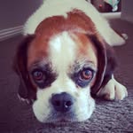 Daisy - @my.baby.daisy.the.pugalier - Instagram