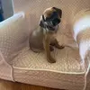 daisy_the_pugalier - @daisy_the_pugalier___ - TikTok