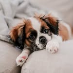 Daisy The Pugalier - @itsdaisythepugalier - Instagram