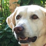 Daisy Carlie Pugh - @daisy_pugh_dog - Instagram