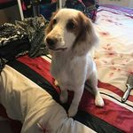 Daisy Fox Pugh - @daisyfoxpughcockerspaniel - Instagram