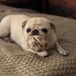 Daisy Lovepug - @daisypug_hotellex - Instagram