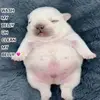 Pibble - @daisyquiles - TikTok