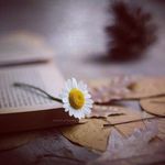 Daisy Quinn - @daisy_writes20 - Instagram