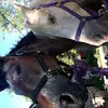 Daisy and Rainey - @daisyandrainey2 - TikTok