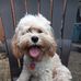 Daisy Godlewski Randolph - Facebook