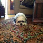 Daisy And Pogo Finch Raymond - @daisy.thedoggie - Instagram