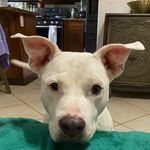 Daisy - @daisy_razo_grace - Instagram