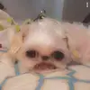 Daisy Razo - @daisyrazo8 - TikTok