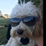 Daisy Read - @officialdaisydoggie - Instagram