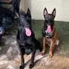 daisyy&pets - @daisyrechh - TikTok