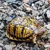 Daisy Reddoch - @daisy.reddoch - TikTok