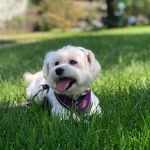 Daisy Mae Redmond - @daisy.maethemaltese - Instagram