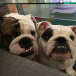 Marshall & Daisy Redmond - @marshalleugenethebulldog - Instagram