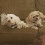 Daisy and Reilly - @daisyandreilly - Instagram