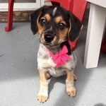Daisy Mae - @daisymaerenfro - Instagram